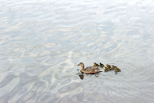 Mother duck and ducklings paddle around a river cove off Lake Michigan.