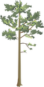 Illustration of a Longleaf Pine tree.