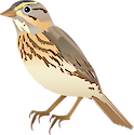 A side view of a Nelson's Sparrow. Nelson's sparrow and the saltmarsh sparrow were considered to be a single species, the sharp-tailed sparrow; because of this it was briefly known as Nelson's sharp-tailed sparrow.