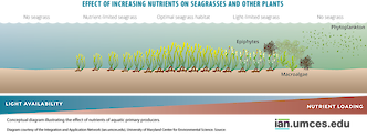 Diagram showing the effect of increasing nutrient loading on aquatic primary producers.