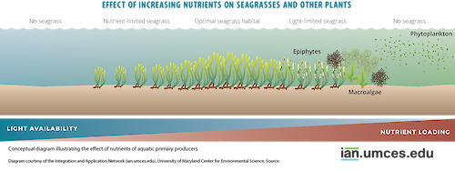 Diagram showing the effect of increasing nutrient loading on aquatic primary producers.