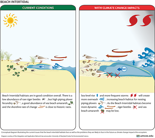 A conceptual diagram illustrates the current issues that beach intertidal habitats face as well as the problems they are likely to face in the future as climate change impacts this ecosystem. 