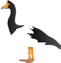 A waterbird species found in coastal northern Australia. The adult Magpie goose has black and white feathers, a long neck and a cranial knob (smaller in females). They also have orange legs with partly webbed feet, and a red beak with a white hook on the end which assists them in probing for food. The Northern Territory holds the largest populations and breeding areas of the Magpie goose with an estimated population of over 2 million individuals.