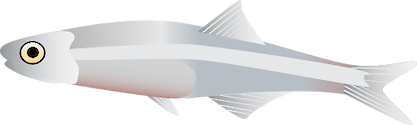The Commerson's anchovy (Stolephorus commersonnii), also known as Devis's anchovy, Long-jawed anchovy, Teri anchovy, is a species of anadromous fish in the Engraulidae family. It is widely used as a live or dead bait in tuna fishery.