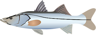 The common snook (Centropomus undecimalis) is a species of marine fish in the family Centropomidae of the order Perciformes. The common snook is also known as the sergeant fish or robalo.