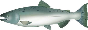 Side view illustration of the Chinook Salmon adult