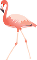 The American flamingo is found in tropical wetlands. A migratory shallow water bird that gets its distinctive color from the pink crustaceans it feeds on. It also consumes algae.
