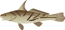 The northern kingfish or northern kingcroaker, is a species of marine fish in the family Sciaenidae (commonly known as the 
