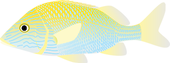 Haemulon plumierii, the white grunt or common grunt, is a species of ray-finned fish in the family Haemulidae native to the western Atlantic Ocean.