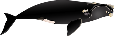 Side view illustration of an adult Right Whale