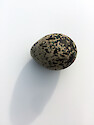 Egg from Killdeer (Charadrius vociferus) nest found on busy gravel parking lot in Talbot County Maryland.