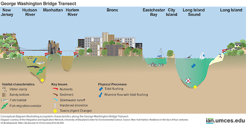 Conceptual diagram illustrating ecosystem characteristics along the George Washington Bridge Transect. Source: New York Harbor: Resilience in the face of four centuries of development.        http://dx.doi.org/10.1016/j.rsma.2016.06.004