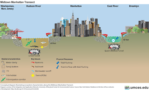 Conceptual diagram illustrating ecosystem characteristics along the Midtown Manhattan Transect. Source: New York Harbor: Resilience in the face of four centuries of development. http://dx.doi.org/10.1016/j.rsma.2016.06.004