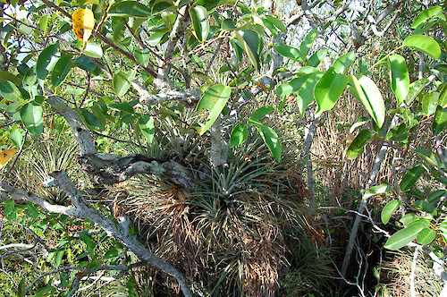 Bromeliads growing on a pond apple tree in the Everglades at Royal Palm Visitor Center.