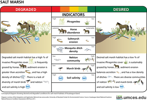 Diagram illustrating desired and degraded condition of salt marsh habitats of Assateague Island.