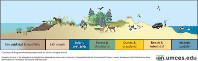 Diagram showing the habitats of Assateague Island in cross-section.