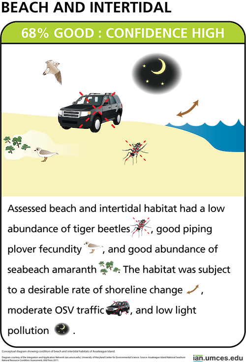 Conceptual diagram showing condition of beach and intertidal habitats of Assateague Island.