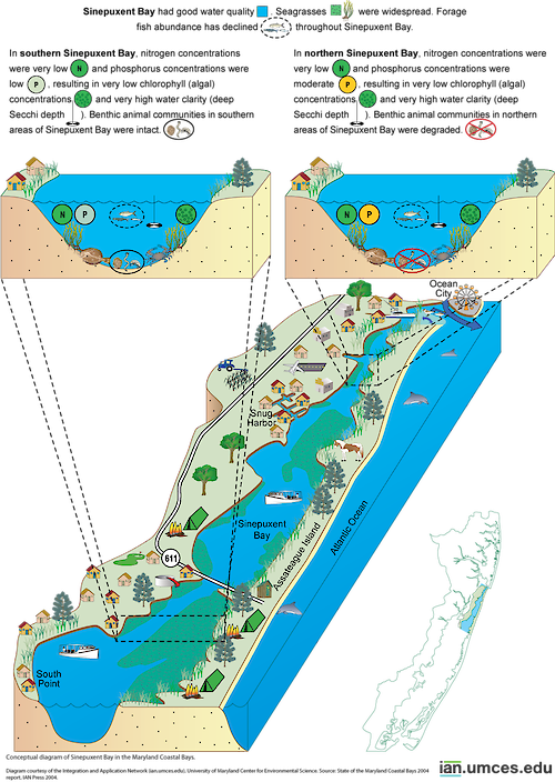 Diagram of Sinepuxent Bay.