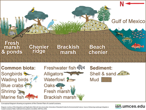 Diagram showing ecosystems of the Chenier Plain of coastal Louisiana.