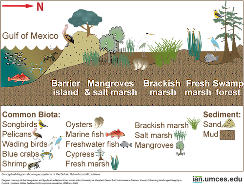 Diagram showing ecosystems of the Deltaic Plain of coastal Louisiana.