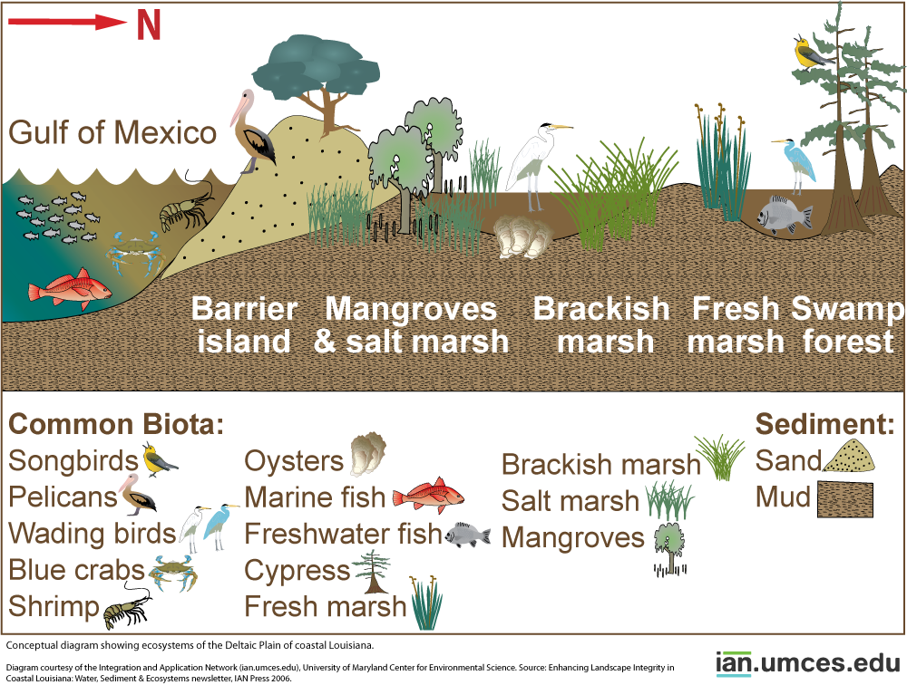 Diagram showing ecosystems of the Deltaic Plain of coastal Louisiana