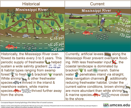 Diagram showing hydrology of the Deltaic Plain of coastal Louisiana.