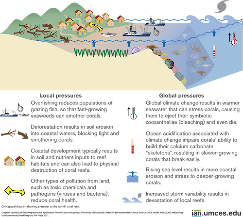 Diagram showing pressures to the world's coral reefs.