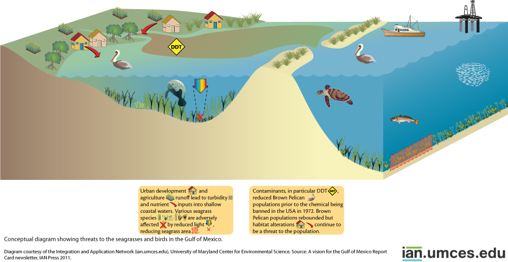 Diagram showing threats to the seagrasses and birds in the Gulf of