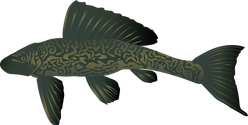 Side view of armored catfish