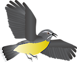 Flying bananaquit