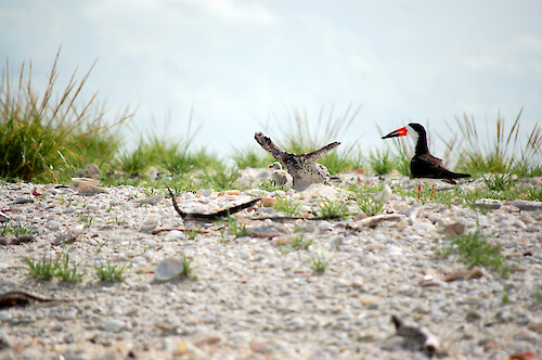 Black skimmers nesting off the Everglades at Cape Romano.