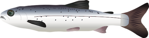 Side (lateral) view of an atlantic salmon smolt