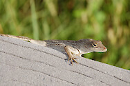 Brown anole lizard in the Everglades at Royal Palm Visitor Center.