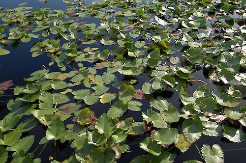 Water lilies in the Everglades at Royal Palm Visitor Center.
