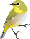 Adult introduced songbird standing