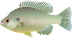 Bluegill side view