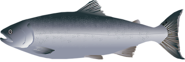 Lateral view illustration of an adult Coho Salmon