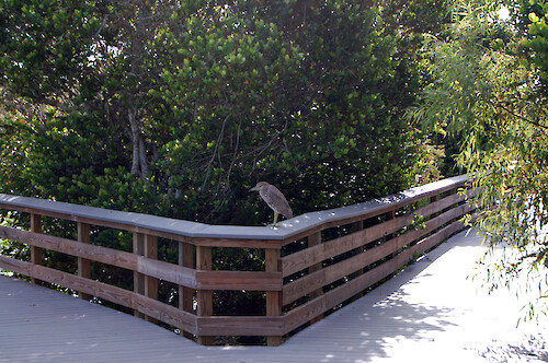 Juvenile black-crowned night heron in the Everglades at Royal Palm Visitor Center.