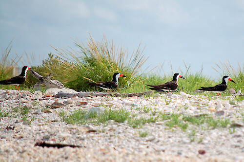 Black skimmers nesting off the Everglades at Cape Romano.