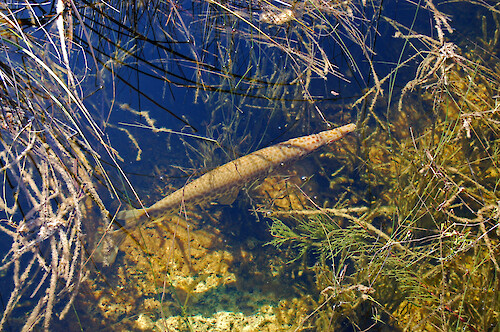 Florida gar at Pa-hay-okee Trail in the Everglades National Park.