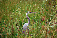Great blue heron in the Everglades at Shark Valley Visitor Center.