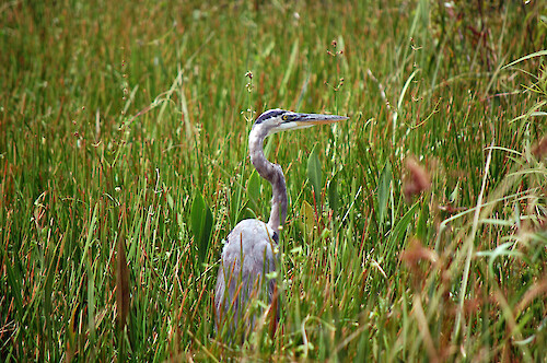 Great blue heron in the Everglades at Shark Valley Visitor Center.