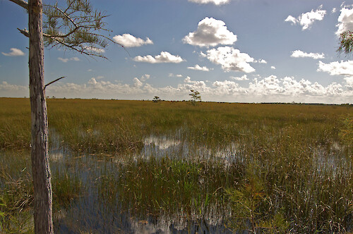 Wetlands at Pa-hay-okee Trail in the Everglades National Park.