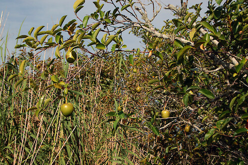 Pond apple tree in the Everglades at Royal Palm Visitor Center.
