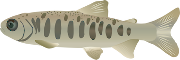 Side view (lateral) of an Atlantic salmon parr