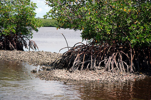 Mangroves and oyster reefs in the Ten Thousand Islands, Florida.