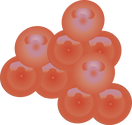 atlantic salmon eggs