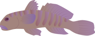 Side view of Sirajo Goby