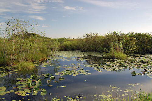 Photo of wetlands in the Everglades at Royal Palm Visitor Center.