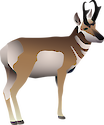 Side view of male pronghorn